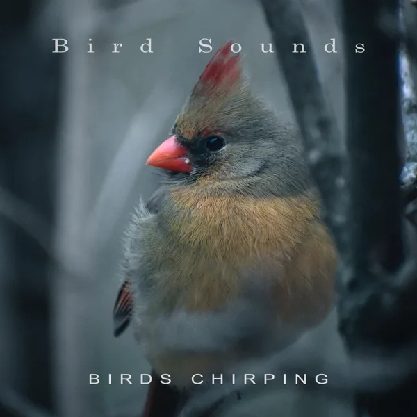 Birds in the Forest — Bird Sounds