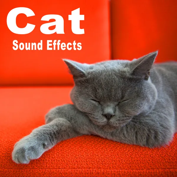 Classic Puma or Cougar Scream Type Roar Take 1 — The Hollywood Edge Sound Effects Library