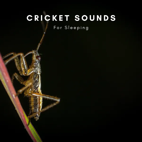 Cricket Sounds — Natural Sounds Selections, Zen Sounds & Nature Sound Collection