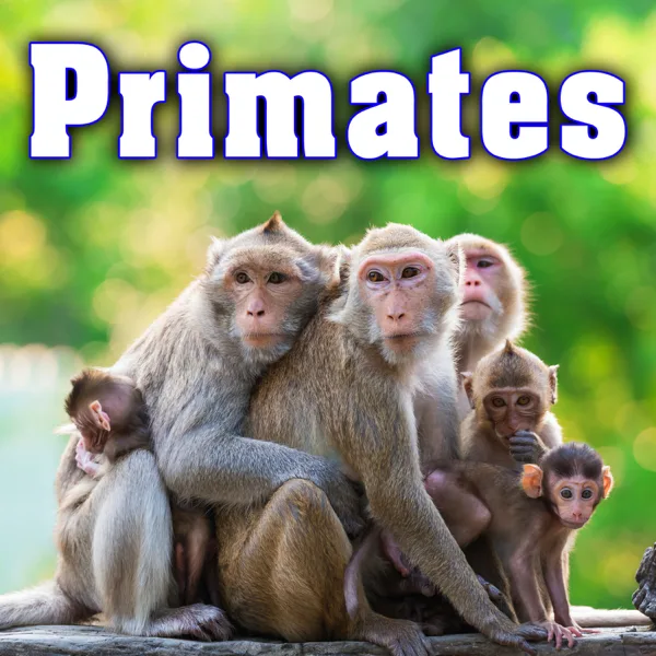 Gorilla Panting with Snorts and Chuffs — Sound Ideas
