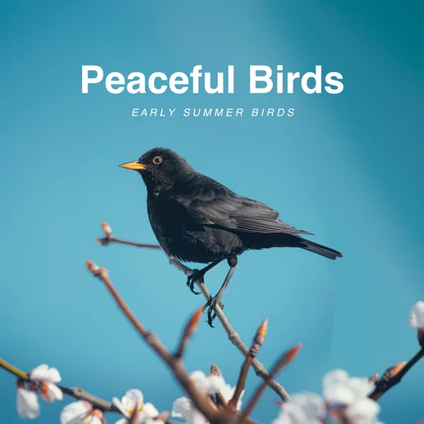 Nature Bird Symphony — Peaceful Birds