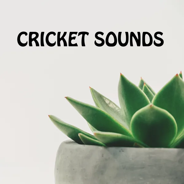 Relaxing Cricket Sounds — Cricket Sounds