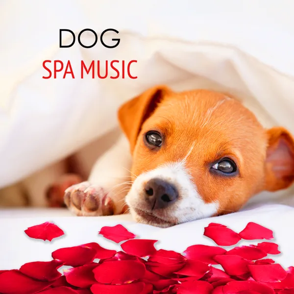 Relaxing Music (Pet Spa Soothing Music) — Pet Care Music Therapy