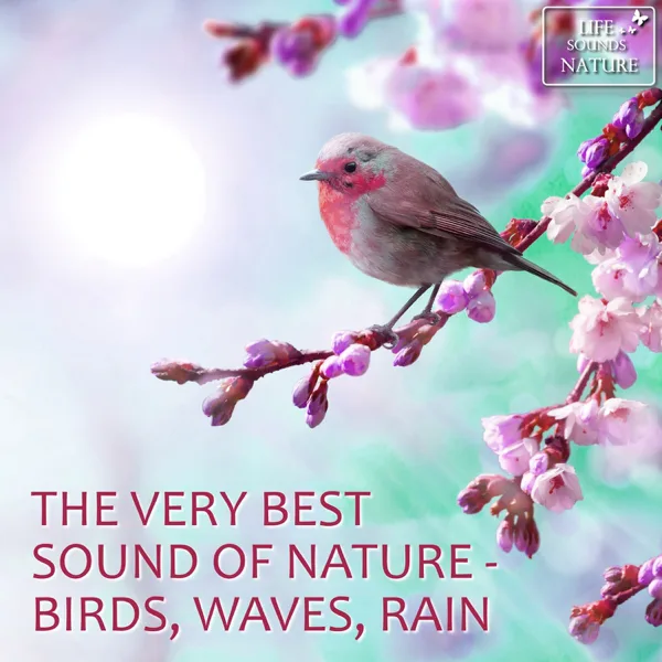 Soothing Creek In a Forest With Birds In Background For Massage and Healing — Life Sounds Nature
