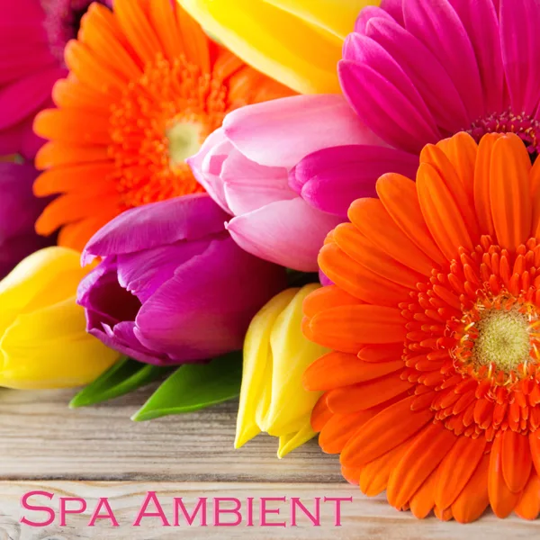 Spa Suite - Spa Room Music — Serenity Spa Music Relaxation